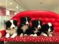 Zeka Küpü Border Collie Yavruları