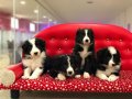 Zeka Küpü Border Collie Yavruları