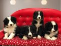 Zeka Küpü Border Collie Yavruları