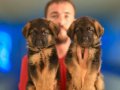 Birinci Sınıf Alman Çoban Köpeği Yavruları