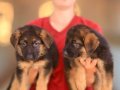 Birinci Sınıf Alman Çoban Köpeği Yavruları