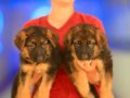 Birinci Sınıf Alman Çoban Köpeği Yavruları