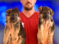 Birinci Sınıf Alman Çoban Köpeği Yavruları