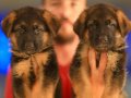 Birinci Sınıf Alman Çoban Köpeği Yavruları