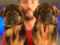 Birinci Sınıf Alman Çoban Köpeği Yavruları