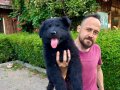 Siyah Alman Çoban Köpeği Yavrularımız