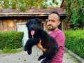 Siyah Alman Çoban Köpeği Yavrularımız