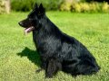 Siyah Alman Çoban Köpeği Yavrularımız