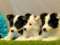 Zeka Küpü Border Collie Yavrularımız