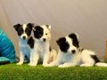 Zeka Küpü Border Collie Yavrularımız