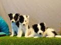 Zeka Küpü Border Collie Yavrularımız