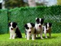 Zeka Küpü Border Collie Yavrularımız