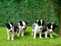 Zeka Küpü Border Collie Yavrularımız