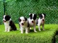 Zeka Küpü Border Collie Yavrularımız