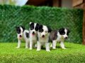 Zeka Küpü Border Collie Yavrularımız