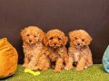 Toy Poodle Yavrularımız