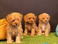 Toy Poodle Yavrularımız