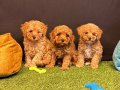 Toy Poodle Yavrularımız