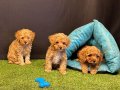 Toy Poodle Yavrularımız