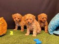 Toy Poodle Yavrularımız