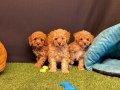 Toy Poodle Yavrularımız