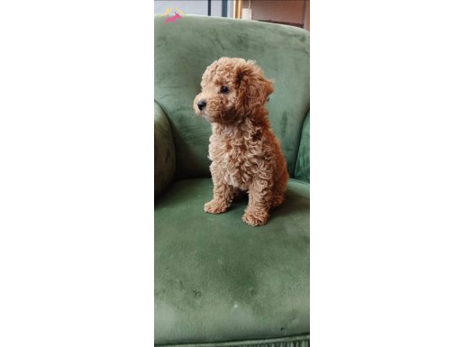 Poodle Erkek