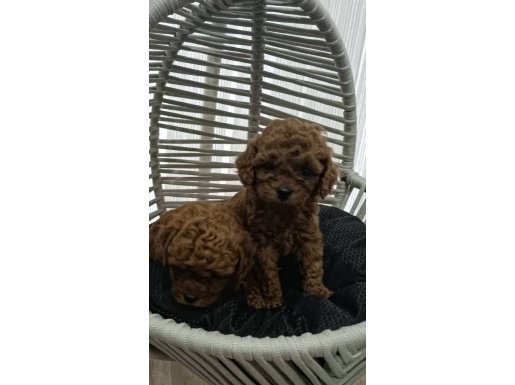 Kızıl Bukleli Toy Poodle Baby Fors Yavrular