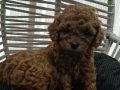Kızıl Bukleli Toy Poodle Baby Fors Yavrular