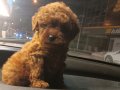 Mikro toypoodle 