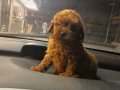 Mikro toypoodle 