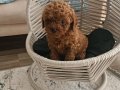 Koyu Kızıl Poodle