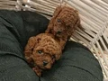 Tcap ToyPoodle Yavrular Dikkat