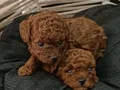 Tcap ToyPoodle Yavrular Dikkat