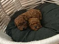 Tcap ToyPoodle Yavrular Dikkat