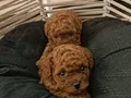 Tcap ToyPoodle Yavrular Dikkat