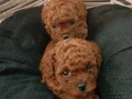 Tcap ToyPoodle Yavrular Dikkat