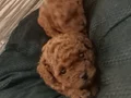 Tcap ToyPoodle Yavrular Dikkat