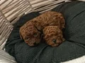 Tcap ToyPoodle Yavrular Dikkat