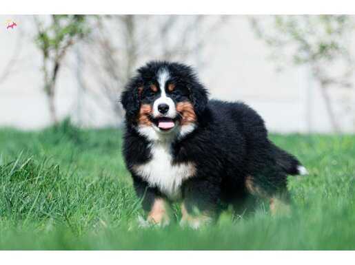 4 aylık Kıf secereli Bernese Mountain Dog 