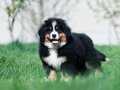4 aylık Kıf secereli Bernese Mountain Dog