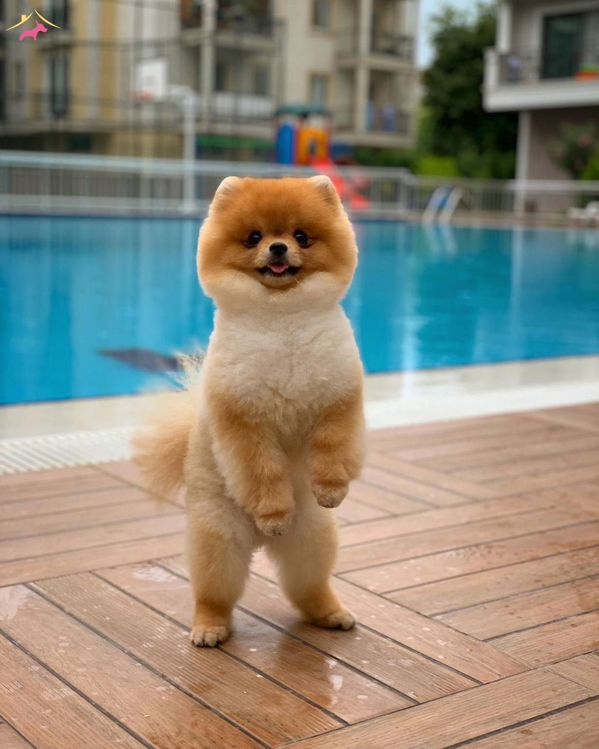 Eğitimli Gülen Surat Pomeranian Boo - 85430 