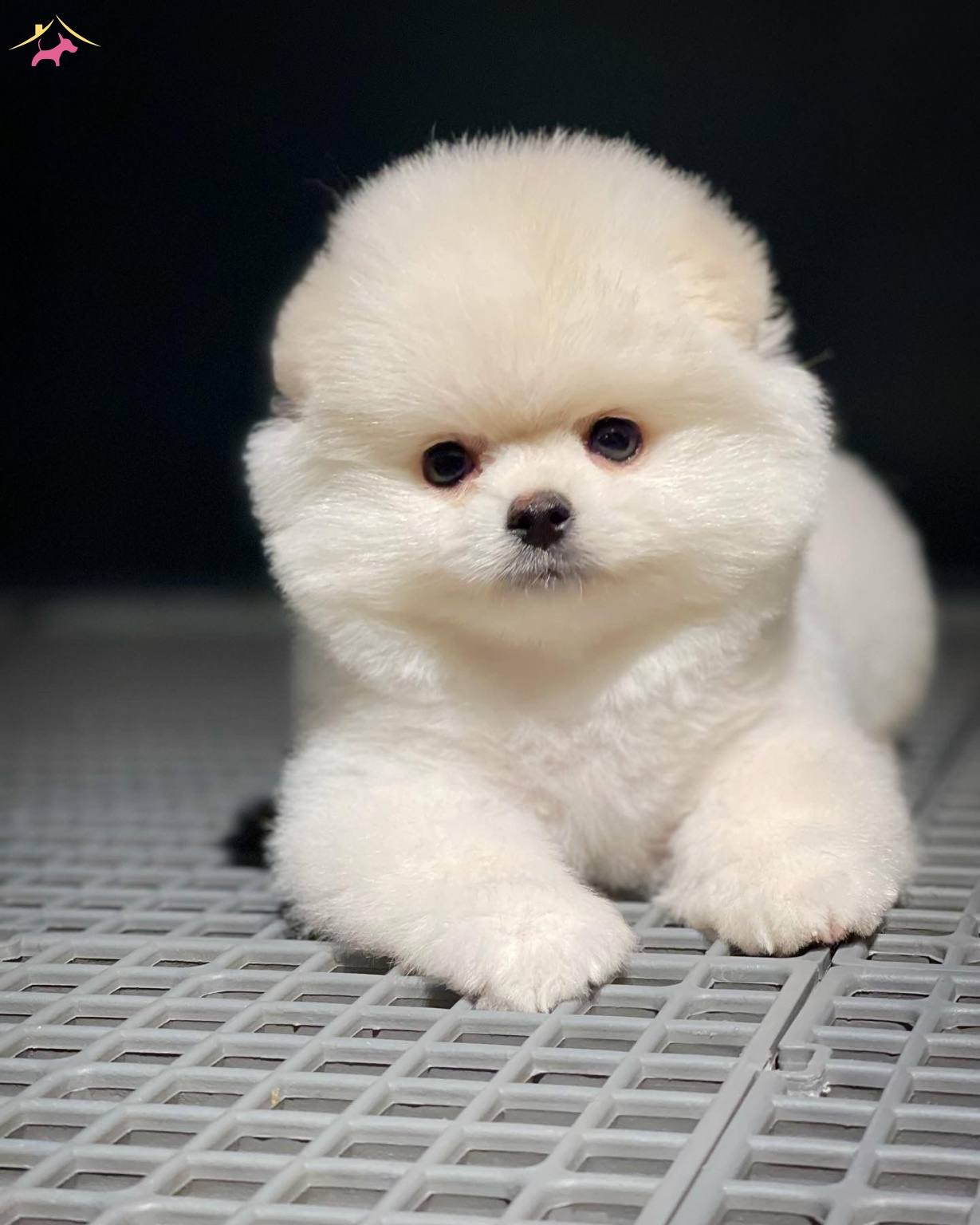 satilik pomeranian boo fiyatlari kopek dunyasi