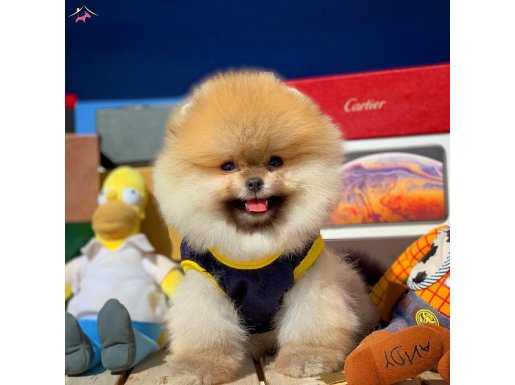 Pomeranian oğlumuz mango