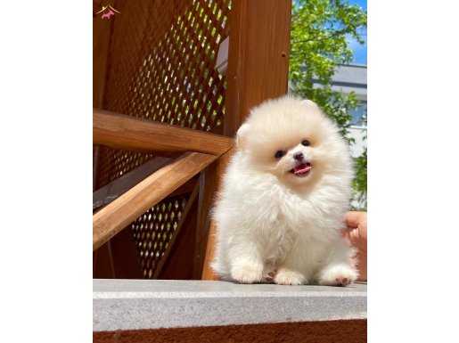 Referanslarımız için