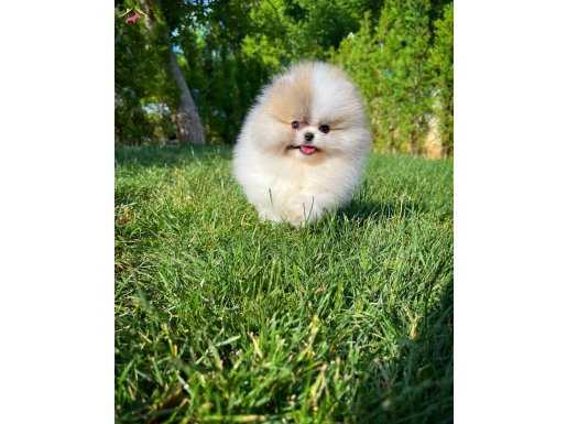 Gülen surat mini boy Pomeranın boo yavrularımız