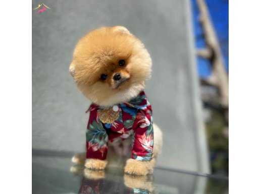 Sevimli Pomeranian boo yavrumuz Behlül