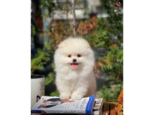Irk ve Sağlık Garantili Pomeranian Boo Yavrularımız
