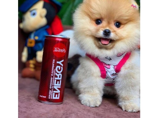 Yavru Patiler Güvencesiyle Pomeranian Yavrular