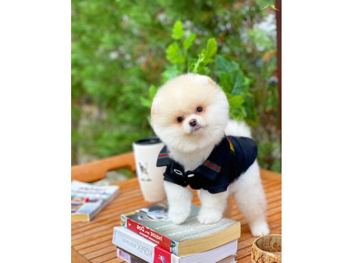 Yavru Patiler Farkı ve Güvencesi İle