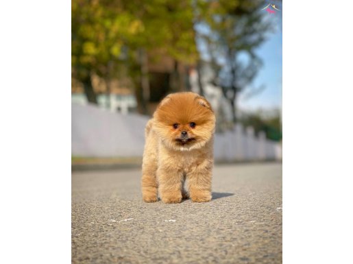 YavruPatiler Farkı ve Güvencesi İle